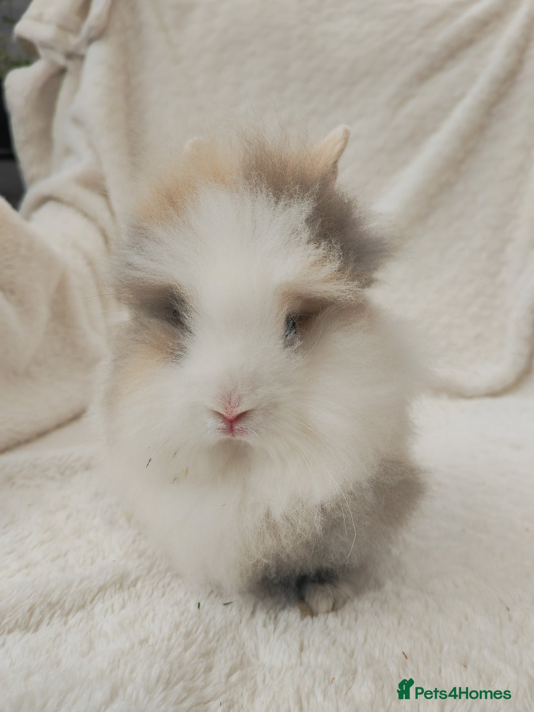 Lionhead rabbits for sale: Mini lion head, double mane, full face in Boston - Image 8