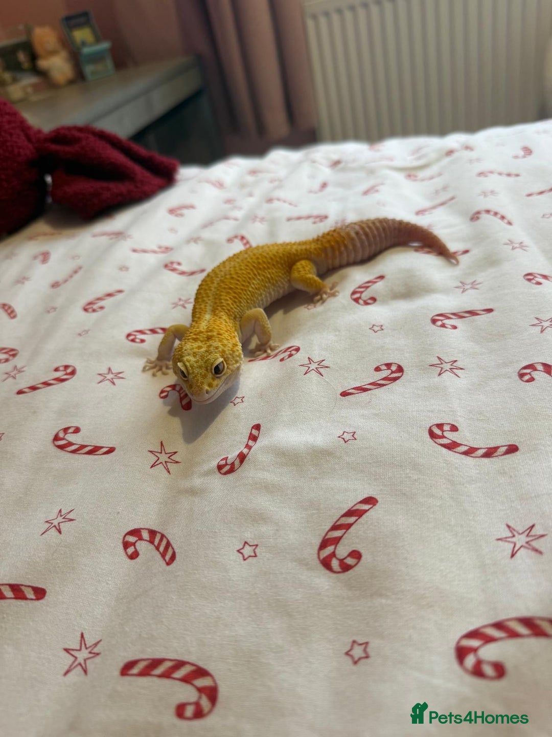 Gecko reptiles for sale: Albino Leopard Gecko for Sale incl full enclosure - Advert 3