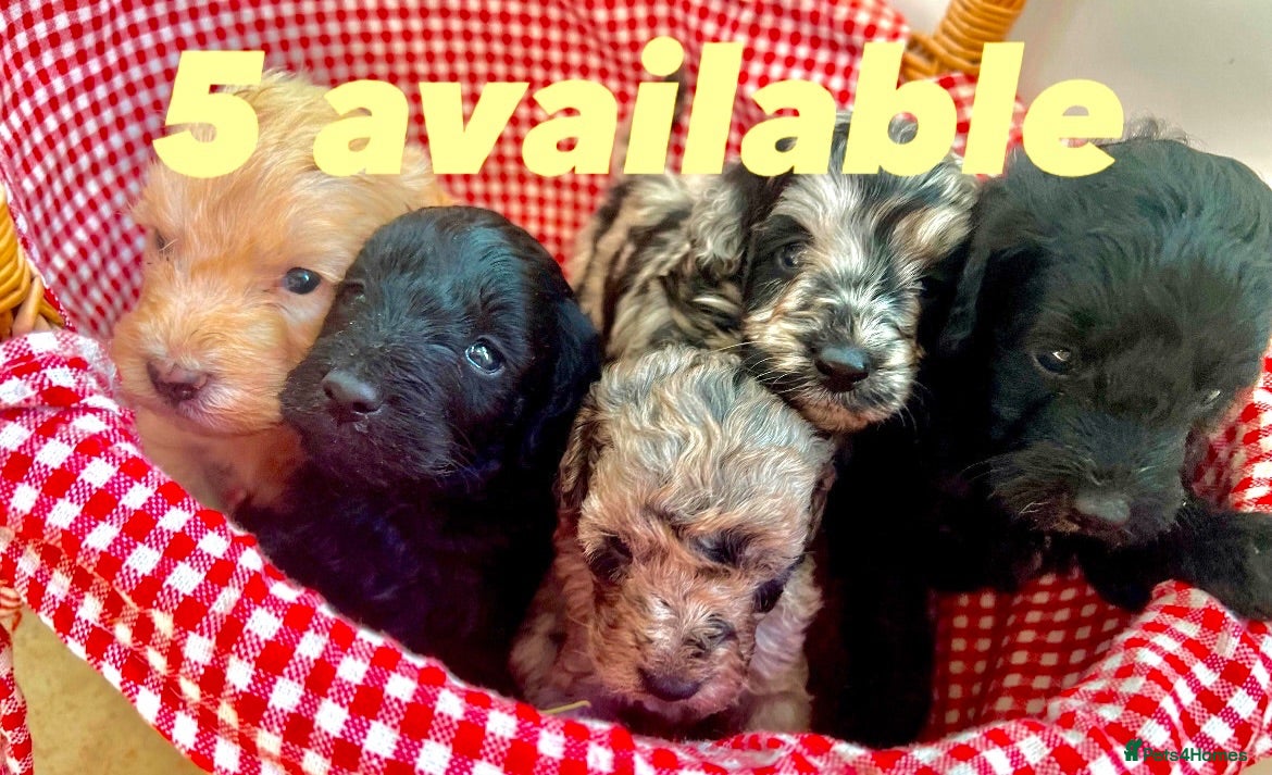 Cockapoo dogs Cockapoo puppies F1b - Advert 12
