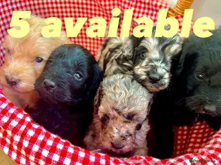 Cockapoo dogs Cockapoo puppies F1b - Advert 12