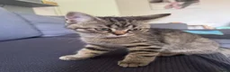 Mixed Breed cats for sale:     Beautiful Tabby Boy Kitten - Advert 2