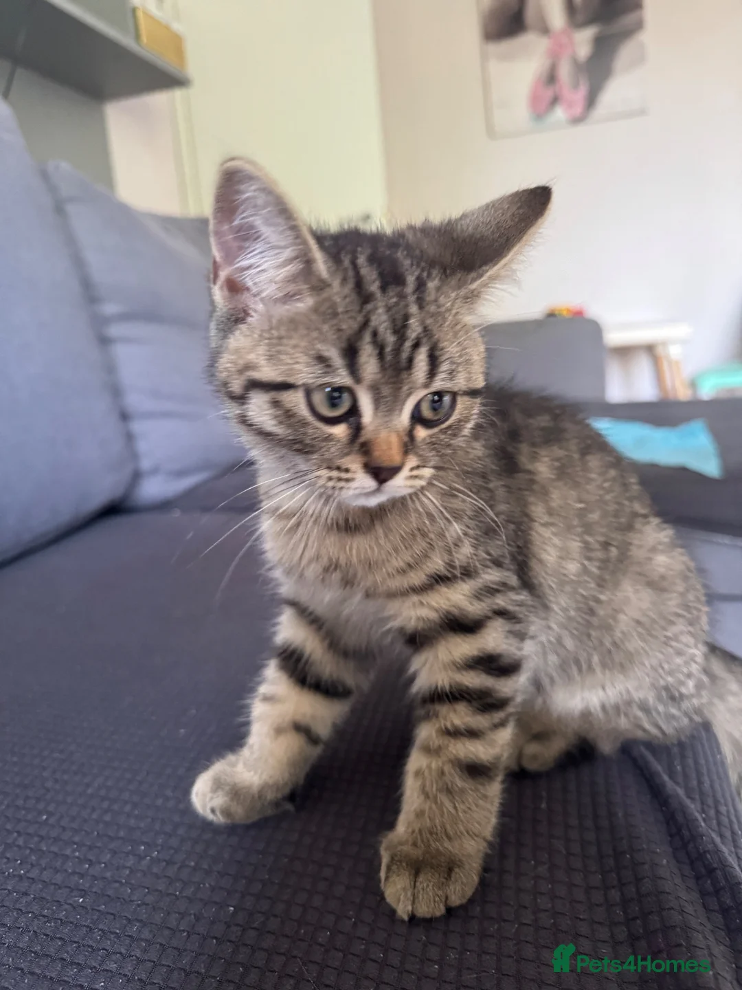 Mixed Breed cats for sale:     Beautiful Tabby Boy Kitten - Advert 2