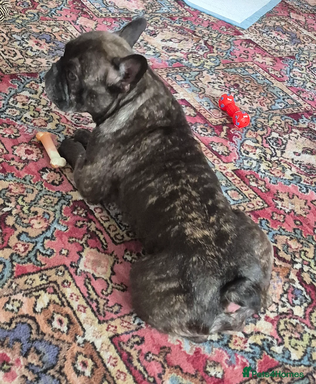 French Bulldog dogs for sale: French bulldog  - Advert 3