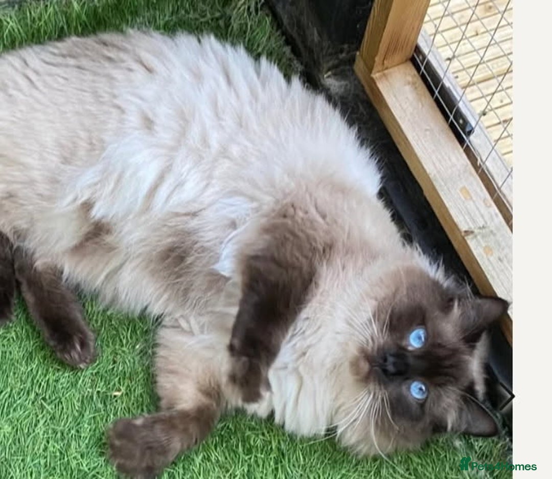 Ragdoll cats for sale: Beautiful chunky kittens ready to leave soon - Image 19