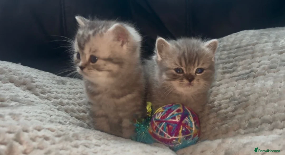 British Shorthair cats for sale: Beautiful rainbow 🌈 litter of bsh kittens  - Advert 3