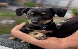 Mixed Breed dogs for adoption: OBI - a Lovely little puppy boy for a Loving Home - Image 6