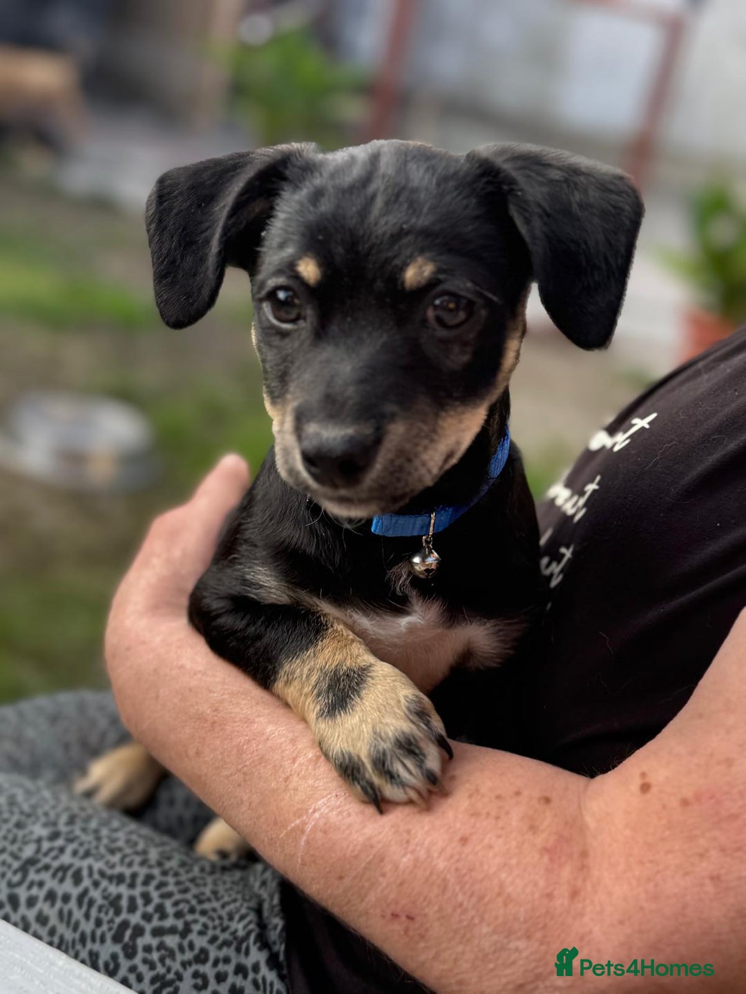 Mixed Breed dogs for adoption: OBI - a Lovely little puppy boy for a Loving Home - Image 6