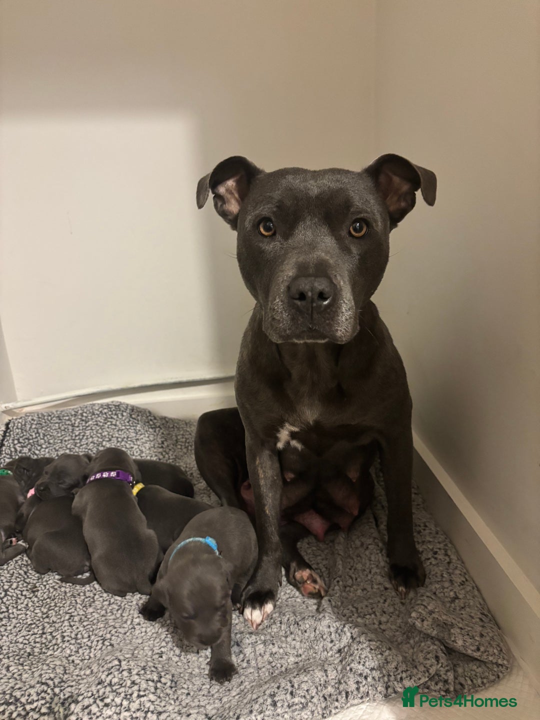 Staffordshire Bull Terrier dogs for sale: 2 GORGEOUS boys  - Image 2