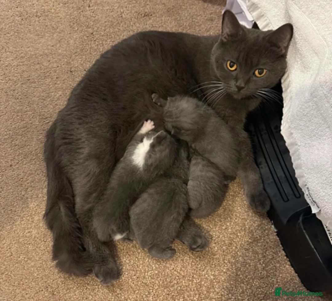 British Shorthair cats for sale: British Shorthair Kittens –Boy &Girl(4 months old) - Advert 9