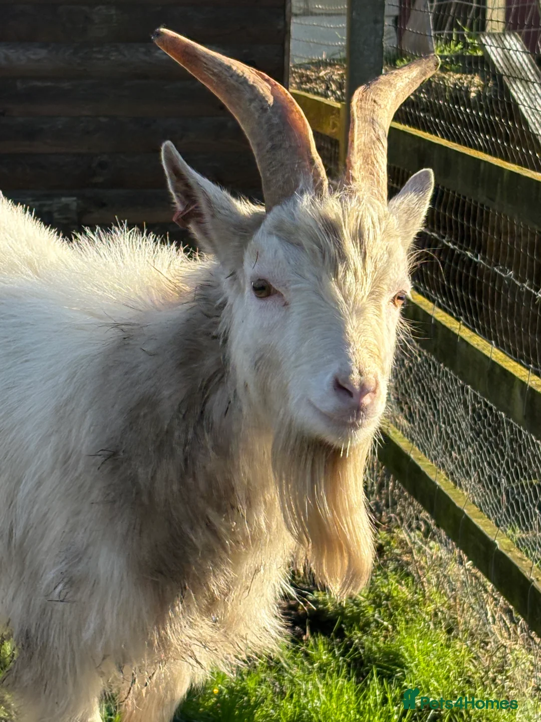 Goats livestock for sale: Young proven Pygmy Billy Goat - Advert 3