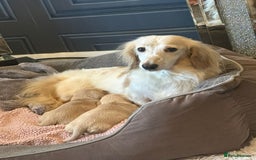 Miniature Dachshund dogs for sale: Cream miniature kc dachshund - Advert 1