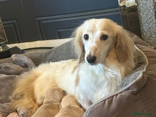 Miniature Dachshund dogs Cream miniature kc dachshund - Advert 4