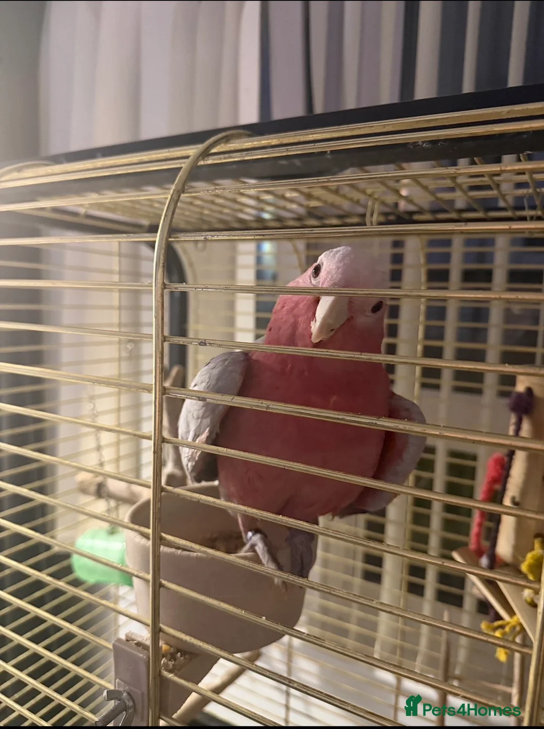 Cockatoo birds for sale: Male galah cockatoo (hand reared with certificate) - Advert 1