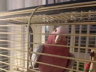 Cockatoo birds Male galah cockatoo (hand reared with certificate) - Advert 2