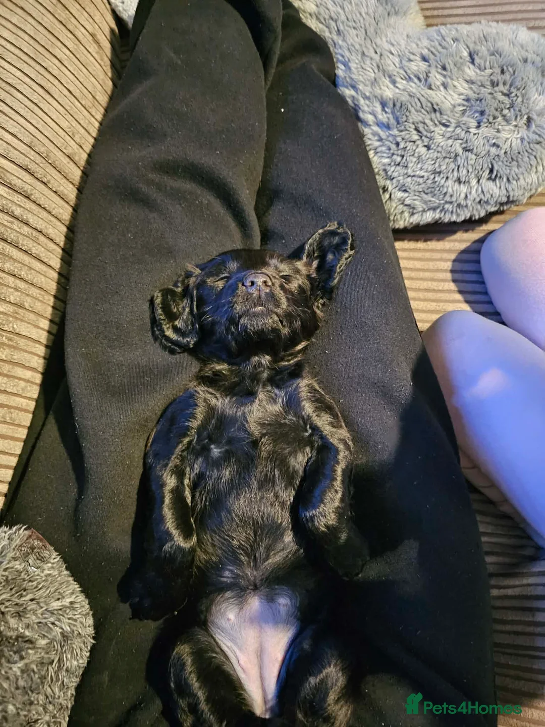 Cocker Spaniel dogs for sale: Female working cocker spaniel  - Advert 2
