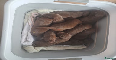 Labrador Retriever dogs - Advert 15