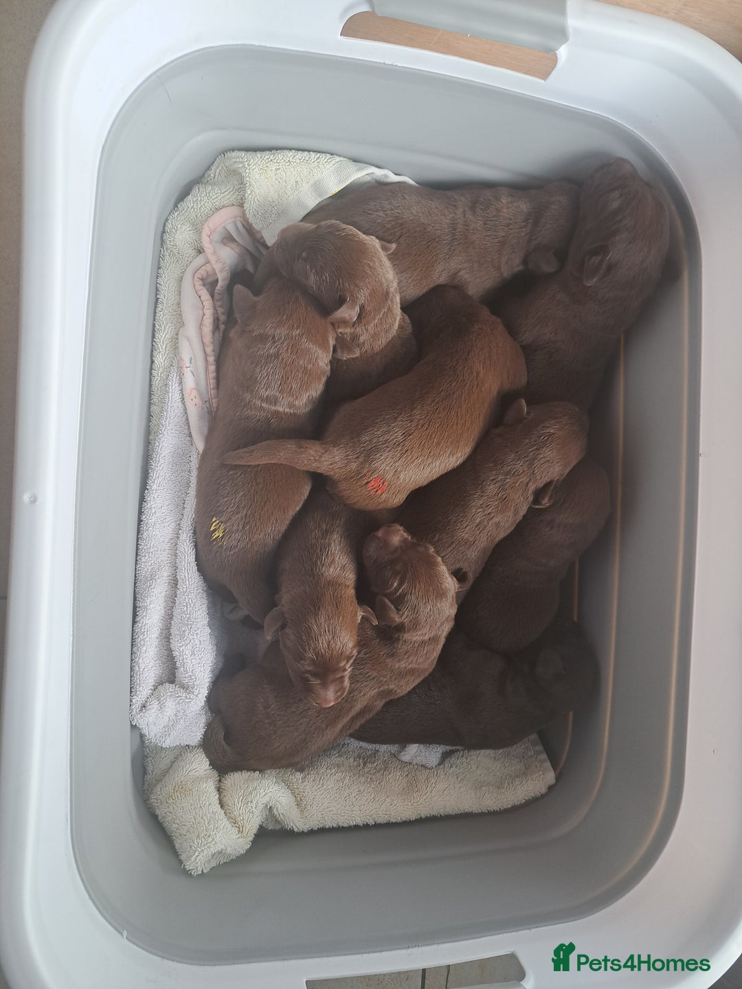 Labrador Retriever dogs for sale: KC Registered Chocolate Labrador Pups - Advert 4