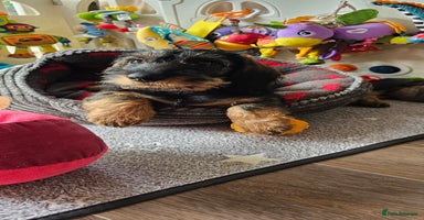 Dachshund dogs - Advert 1