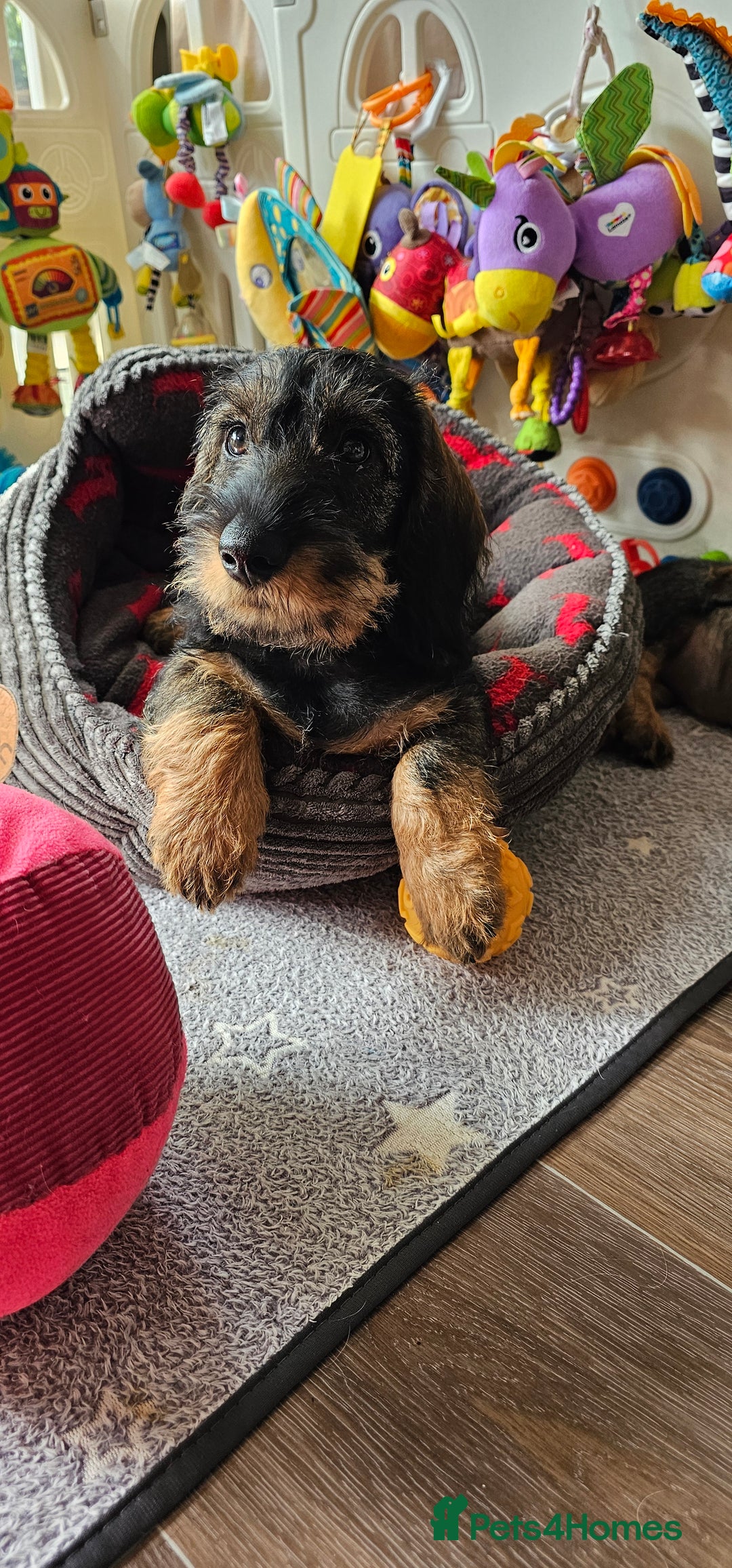 Dachshund dogs for sale: Outstanding Standard Wire haired Dachshund puppies - Image 2