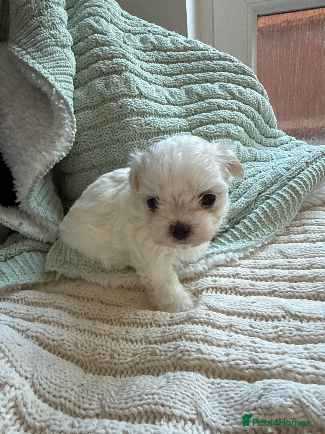 Maltese dogs for sale: Beautiful Korean Maltise puppies  - Advert 2