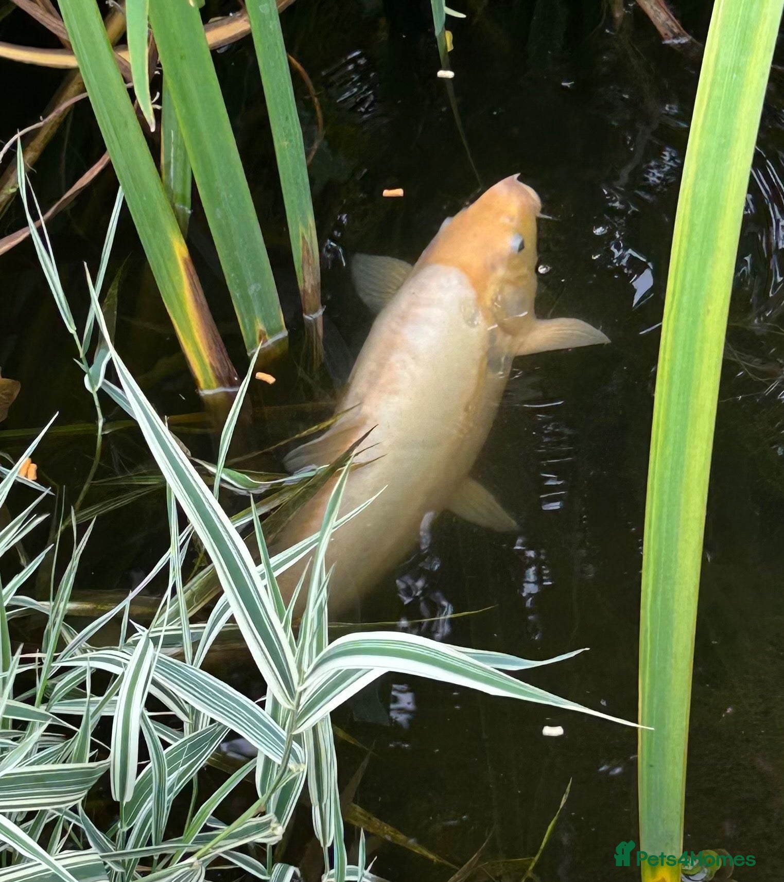 Koi Carp fish 2 x Koi Carp - Advert 3