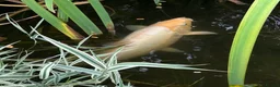 Koi Carp fish for sale: 2 x Koi Carp in Aldershot - Advert 1