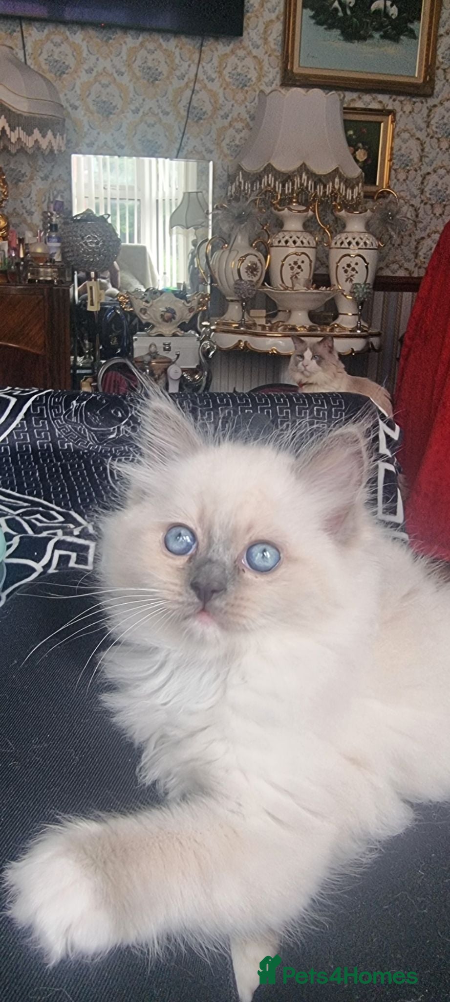 Ragdoll cats Ragdoll - Advert 2