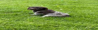 Pointer Puppy 3