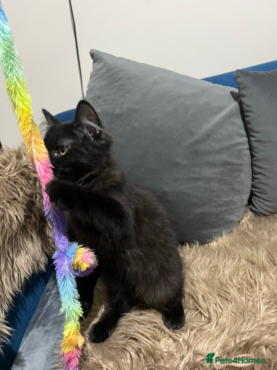 Bombay cats for sale: Only 1 beautiful kitten left 🌹☺️ - Image 5