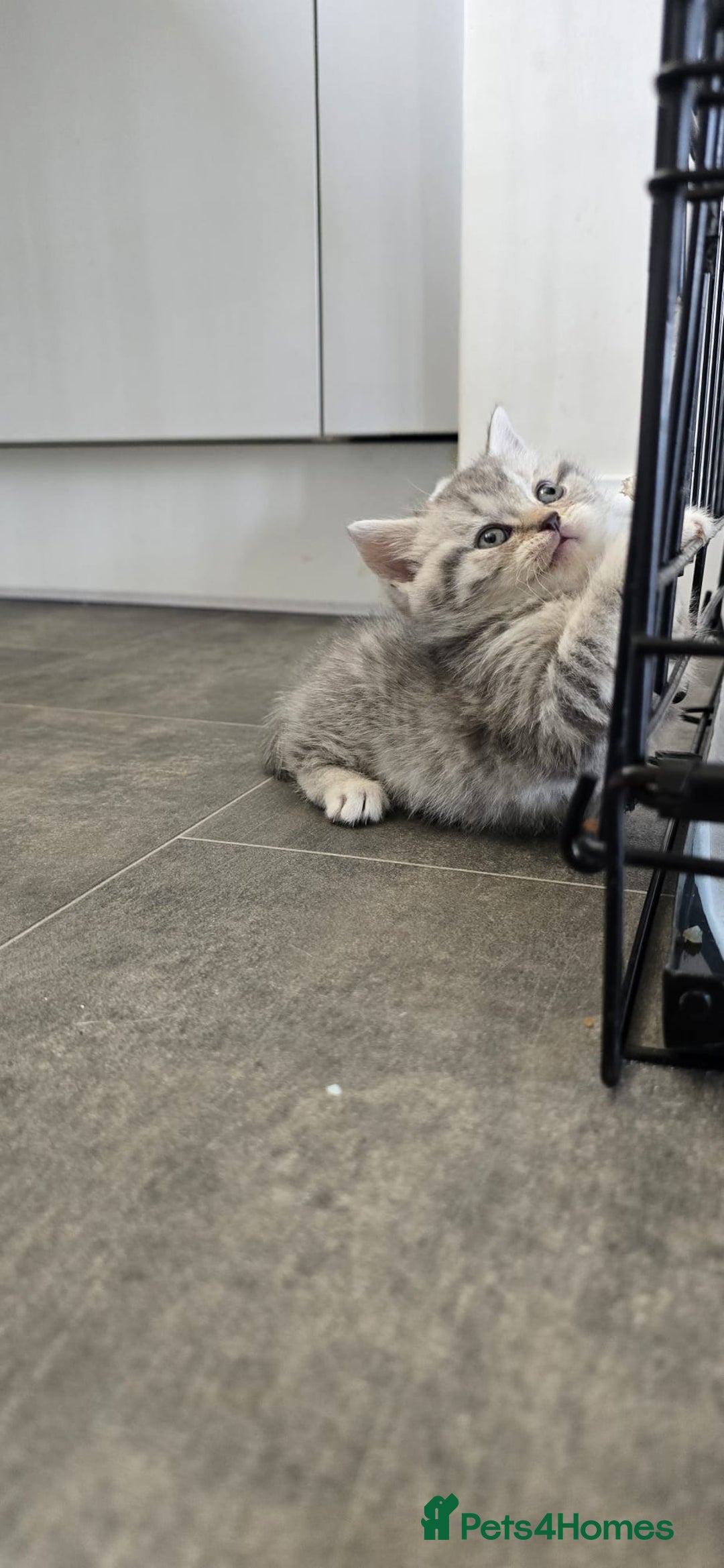 Scottish Fold cats for sale: For sale Scottish fold kitties  - Image 12