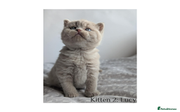 British Shorthair cats for sale: British Shorthair Kittens Lilac, Lilac Cream GCCF  - Image 2