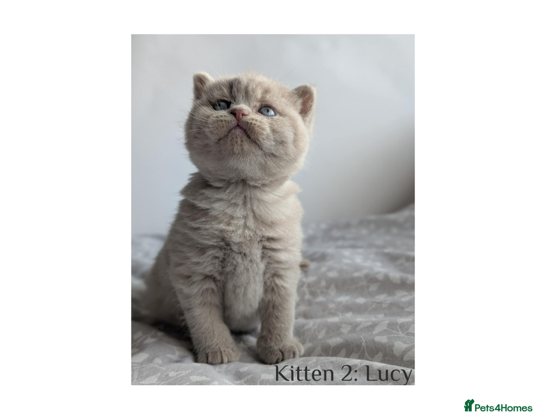 British Shorthair cats for sale: British Shorthair Kittens Lilac, Lilac Cream GCCF  - Image 2