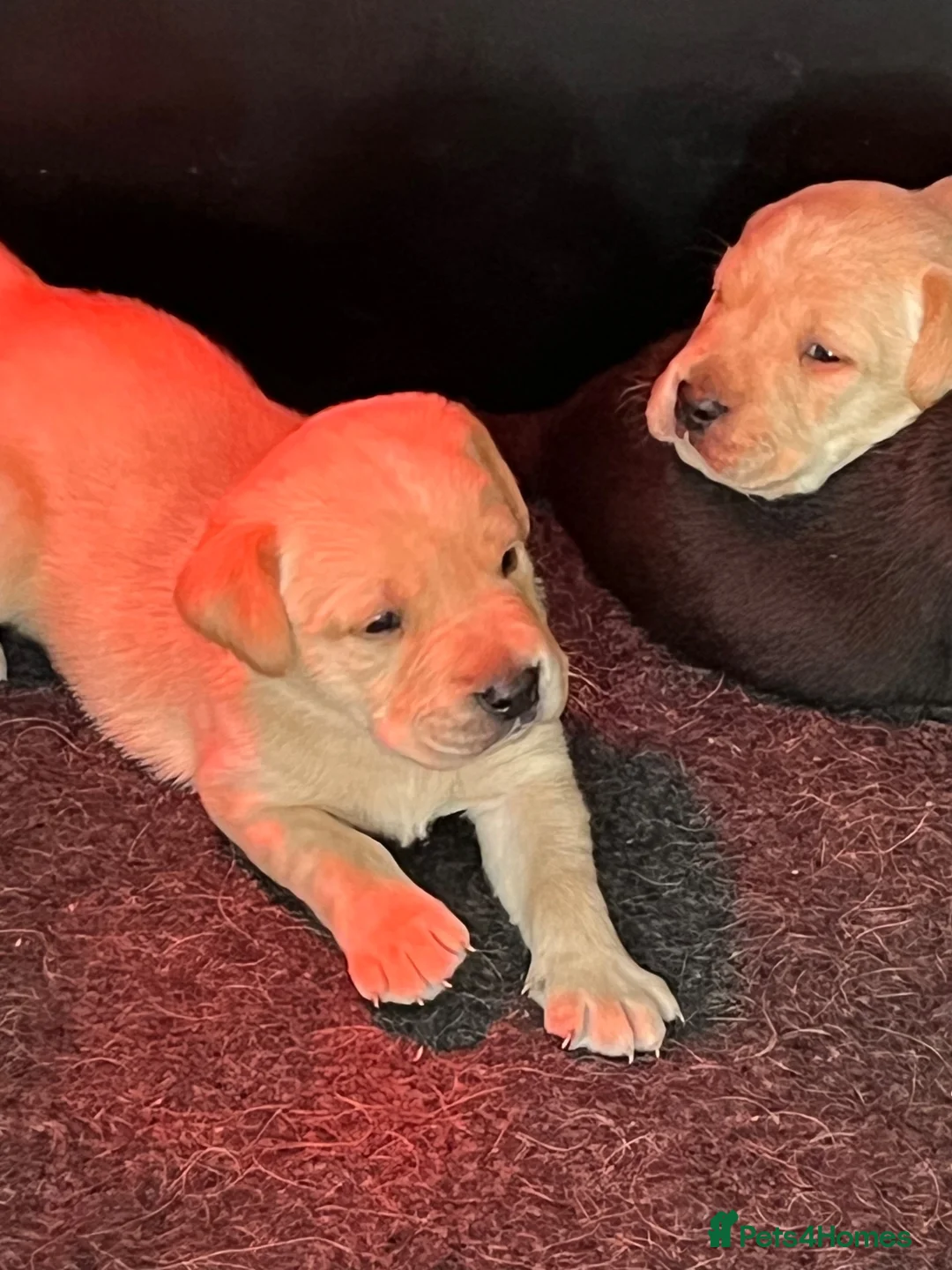 Labrador Retriever dogs for sale: KC registered hereditary clear pups. in Morpeth - Advert 2