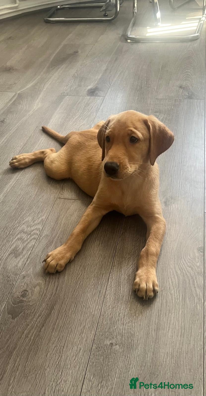 Labrador Retriever dogs 1 Girl! Adorable KC Labrador Puppies - Advert 1