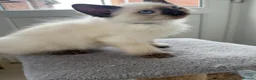 Ragdoll cats for sale: Ragdoll purebred kittens  in Craigavon - Advert 7