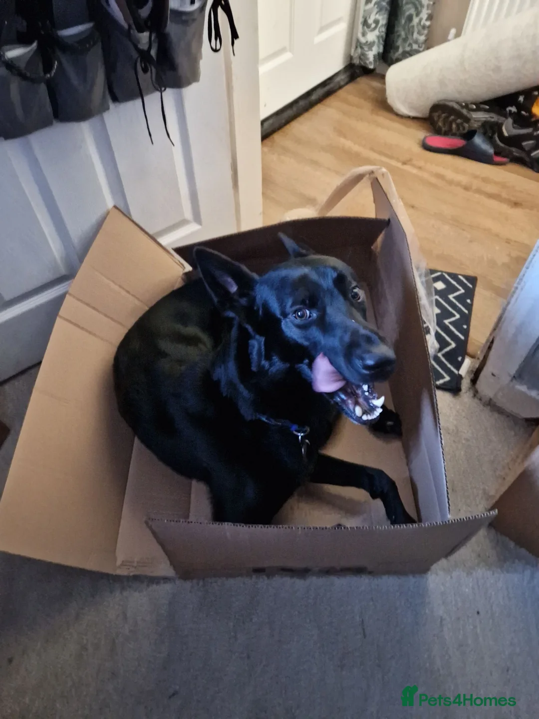 Mixed Breed dogs for sale: rehoming beloved dog - Advert 11
