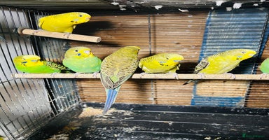 Budgerigars birds in Luton - Advert 5