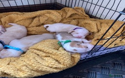 Beagle dogs for sale: Beautiful pedigree beagle pups - Image 7