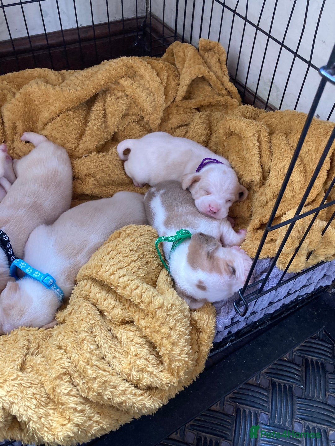 Beagle dogs for sale: Beautiful pedigree beagle pups - Image 7