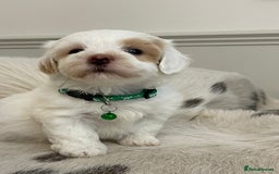 Coton De Tulear dogs for sale: Adorable Havaton puppies  - Image 13
