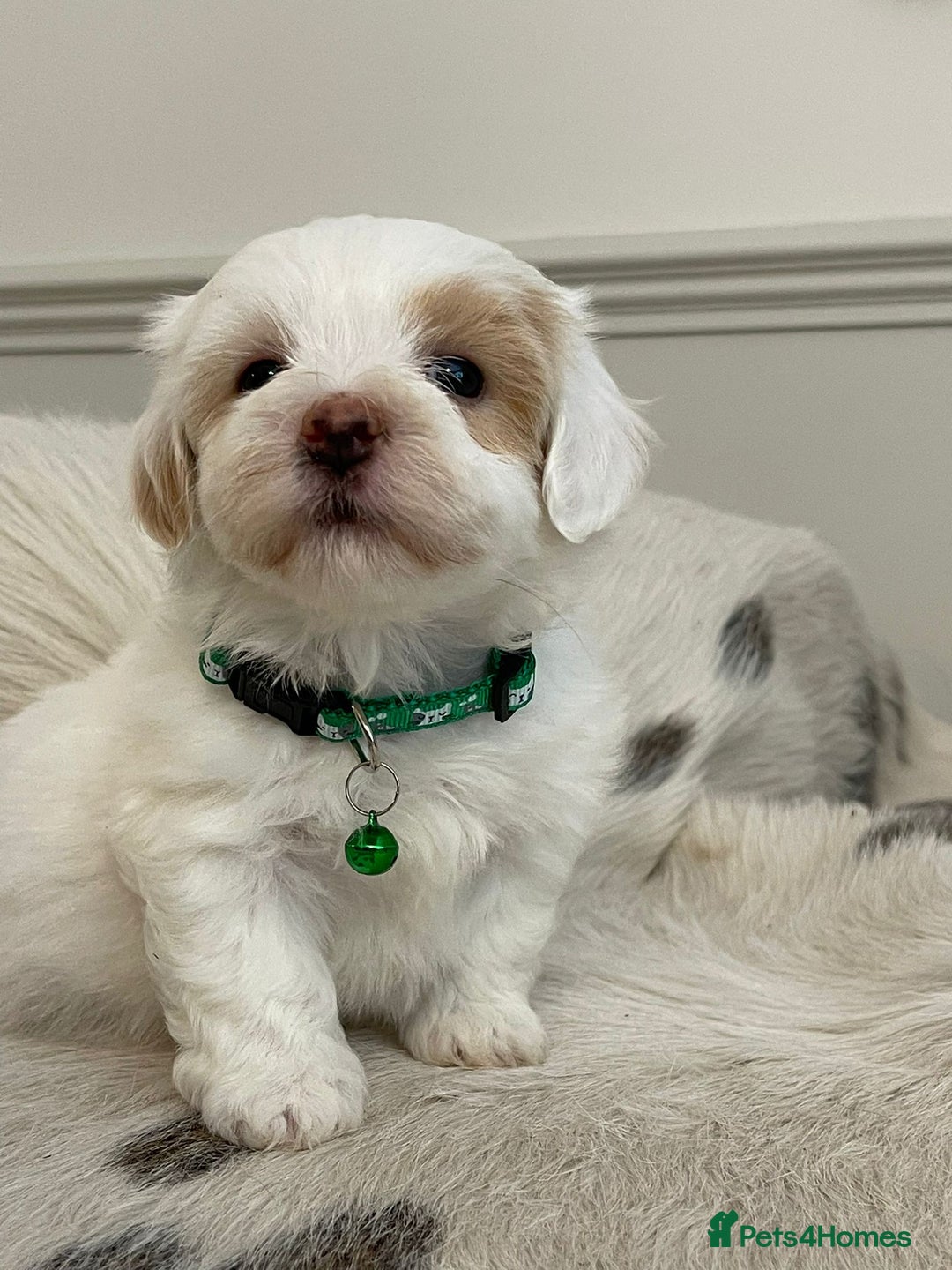 Coton De Tulear dogs for sale: Adorable Havaton puppies  - Image 13