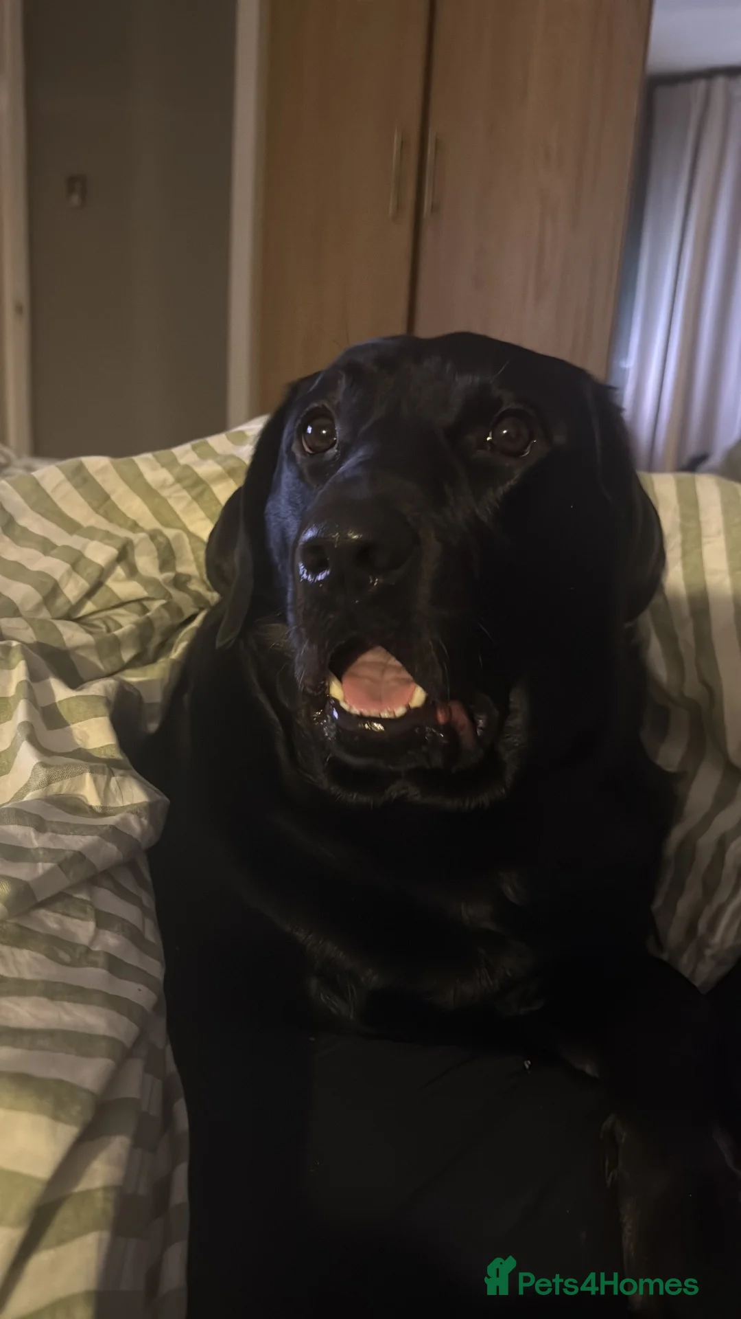 Labrador Retriever dogs for sale: Black Labrador Male- 3 years  - Advert 4