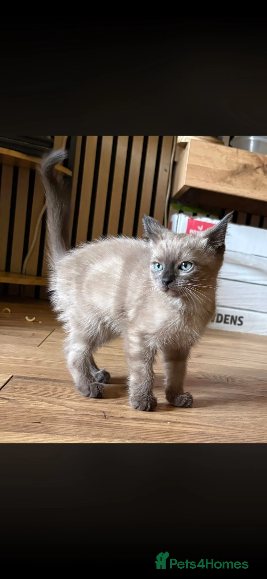 Ragdoll cats for sale: Ragdoll x bengal and maincoon x bengal  - Advert 5
