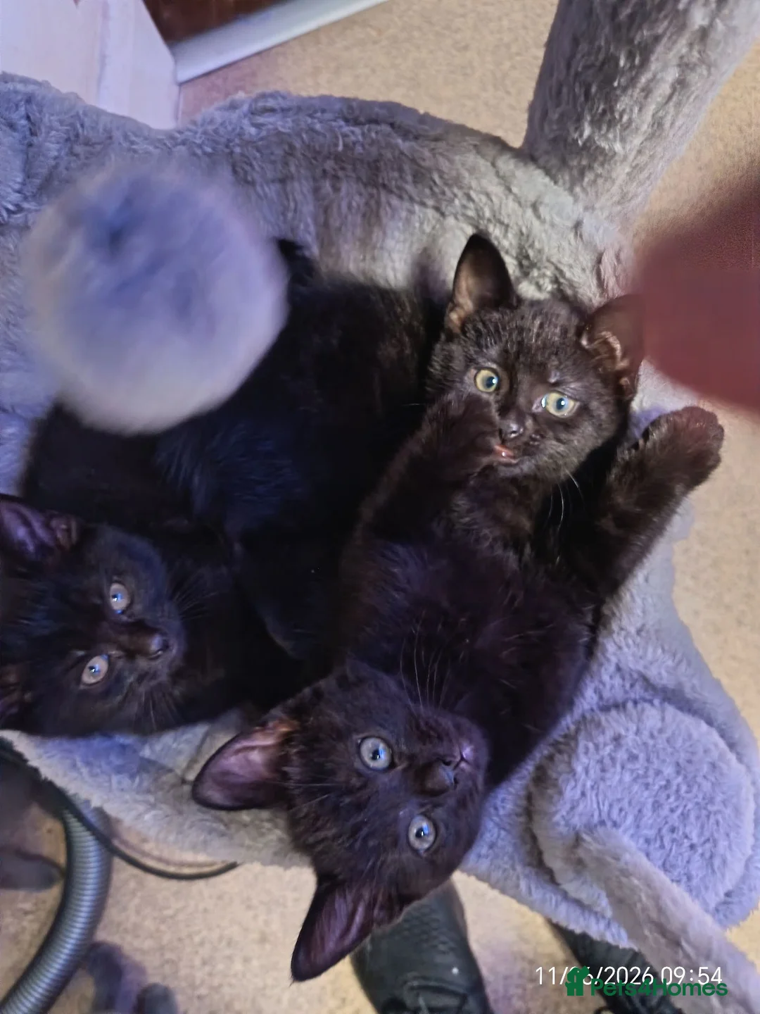 British Shorthair cats for sale: 2 adorable half British kittens looking for home in London - Advert 1