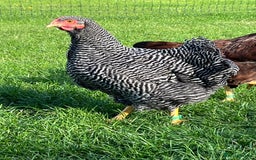 Chickens poultry for sale: Barred Plymouth Rock pure breed - Image 1