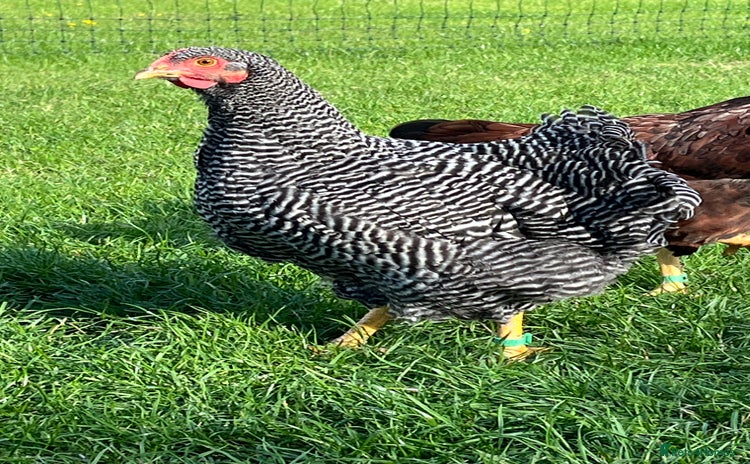 Chickens poultry - Advert 13