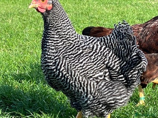 Chickens poultry - Advert 30