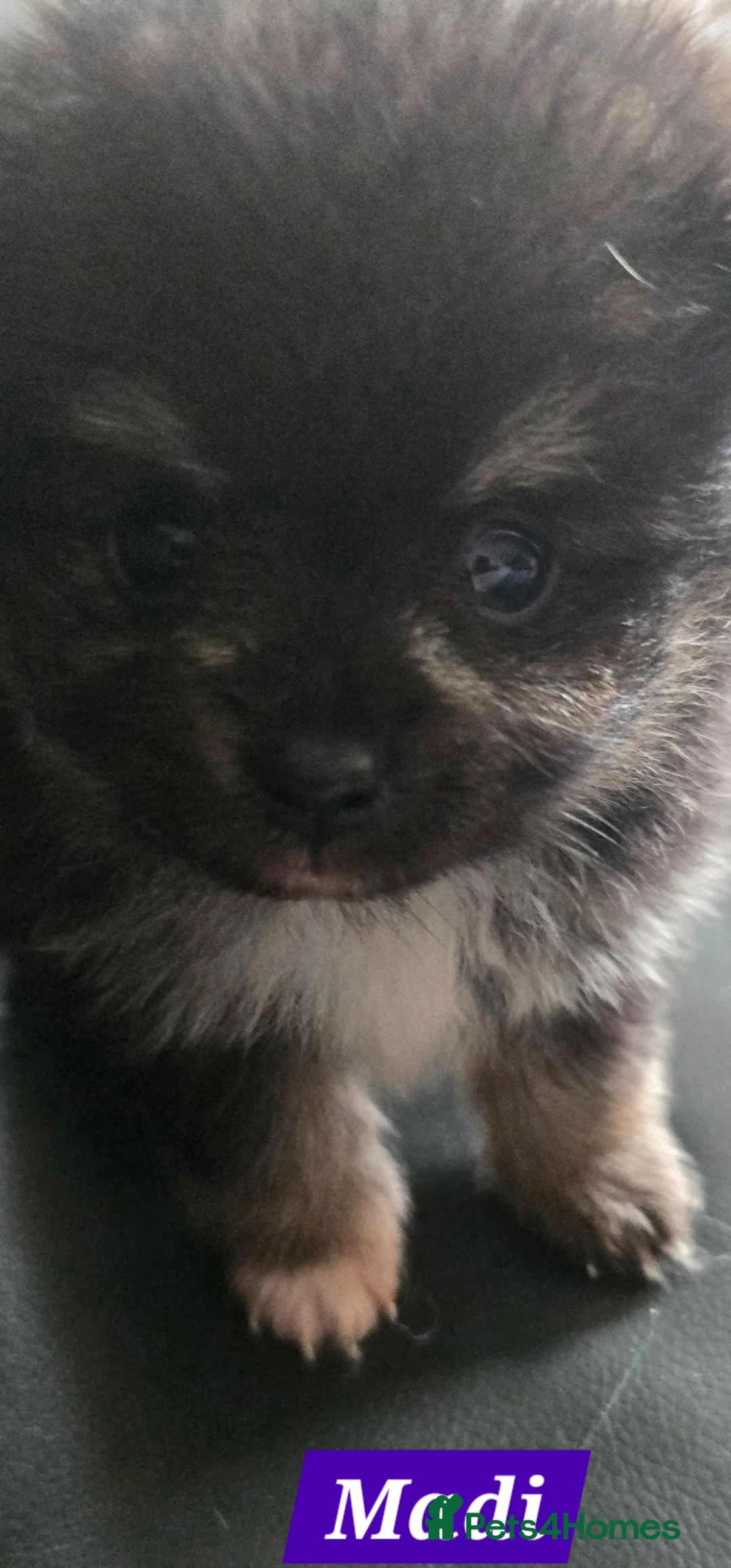 Pomeranian dogs for sale: Pretty Pomeranians  - Advert 12