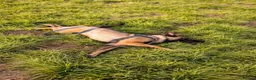 Belgian Shepherd Dog dogs for sale: 9 month old male Belgian Shepard Malinois  - Advert 13