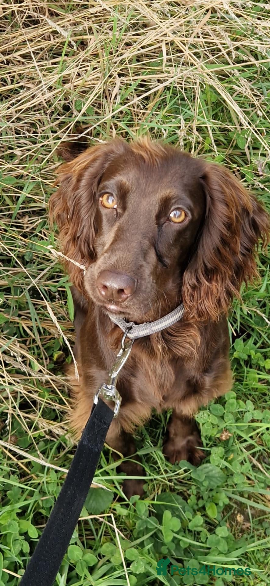 Cocker Spaniel dogs Working cocker spaniel  - Advert 1